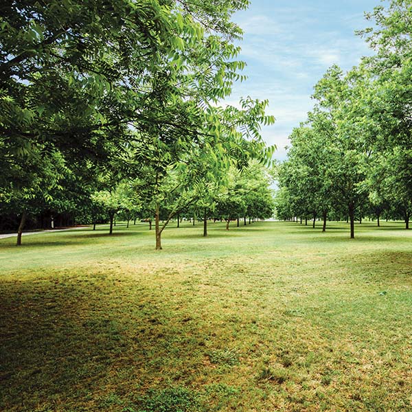 Pecan trees